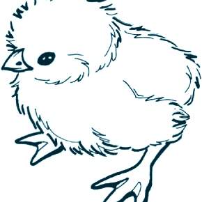 Раскраска Цыплята Раскраска Цыплята