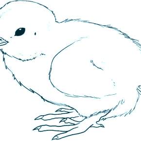 Раскраска Цыплята Раскраска Цыплята