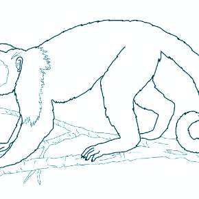 Раскраска Обезьянка