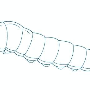 Раскраски Гусеница