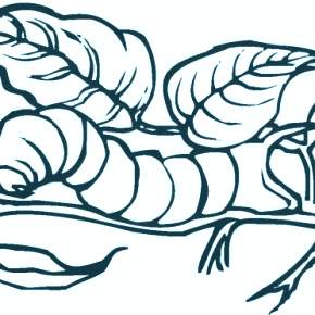 Раскраски Гусеница