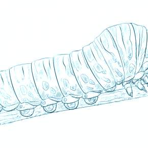 Раскраски Гусеница