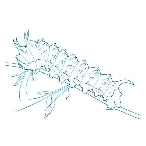 Раскраски Гусеница