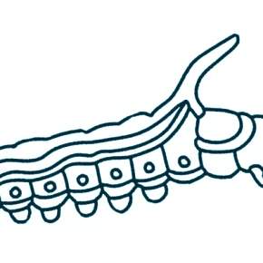 Раскраски Гусеница