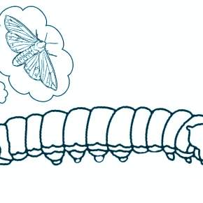 Раскраски Гусеница