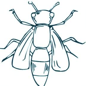 Раскраски Жуки