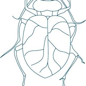 Раскраски Жуки