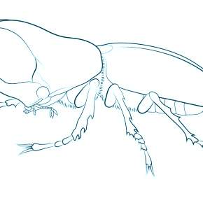 Раскраски Жуки