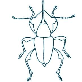 Раскраски Жуки