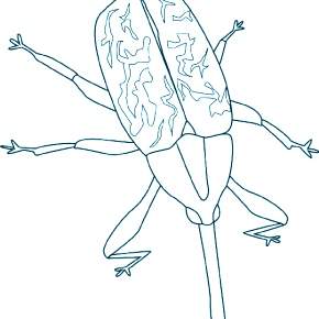 Раскраски Жуки