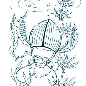 Раскраски Жуки