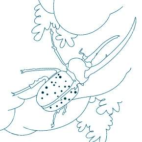 Раскраски Жуки