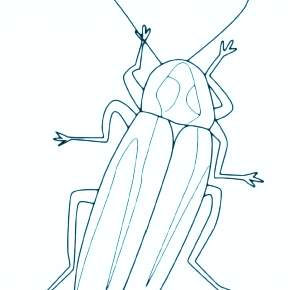 Раскраски Жуки