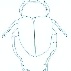 Раскраски Жуки