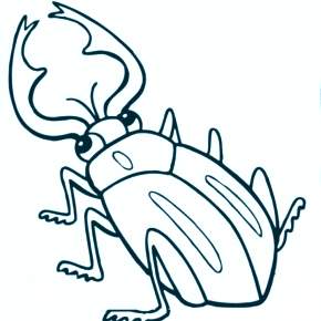 Раскраски Жуки