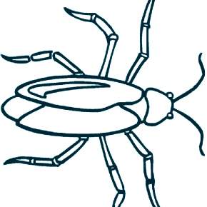 Раскраски Жуки