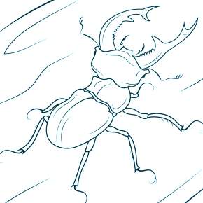 Раскраски Жуки