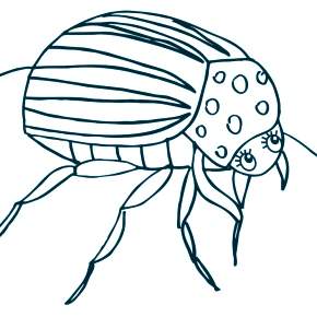 Раскраски Жуки