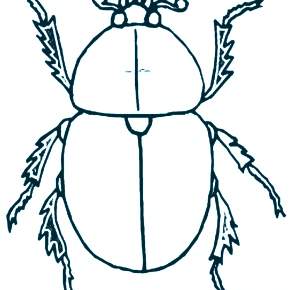 Раскраски Жуки