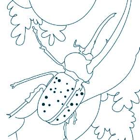 Раскраски Жуки