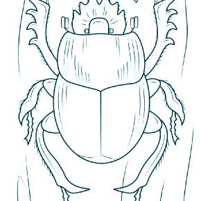 Раскраски Жуки