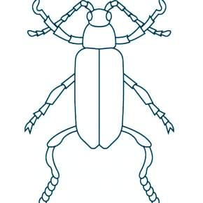 Раскраски Жуки