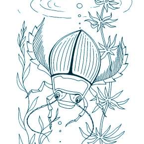 Раскраски Жуки