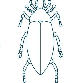 Раскраски Жуки
