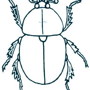 Раскраски Жуки