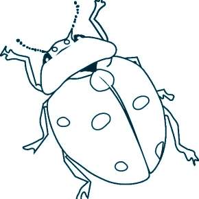 Раскраски Жуки