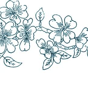 Раскраска цветущие деревья