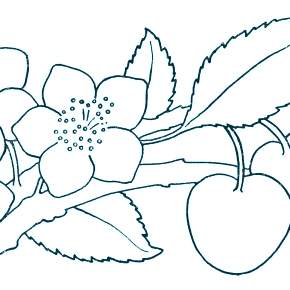 Раскраска цветущие деревья