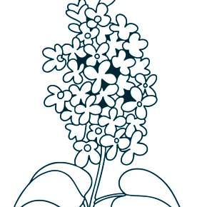 Раскраска цветущие деревья