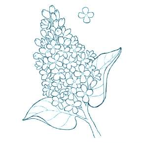 Раскраска цветущие деревья