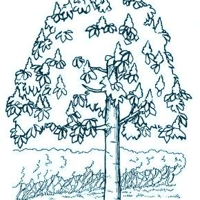 Раскраска цветущие деревья