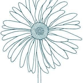 Раскраска Ромашка Раскраска Ромашка