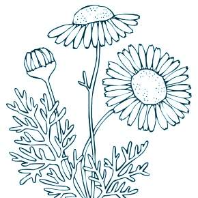 Раскраска Ромашка Раскраска Ромашка