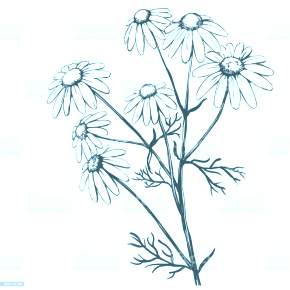 Раскраска Ромашка Раскраска Ромашка