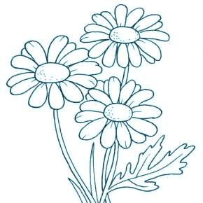 Раскраска Ромашка Раскраска Ромашка