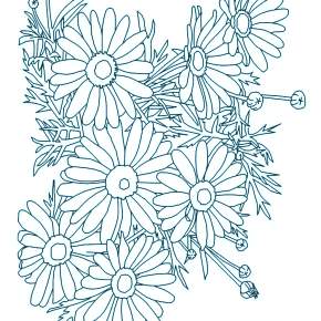 Раскраска Ромашка Раскраска Ромашка