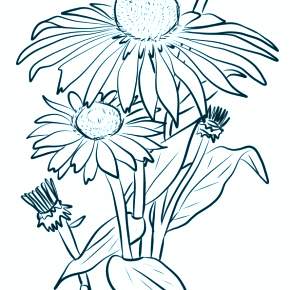 Раскраска Ромашка Раскраска Ромашка