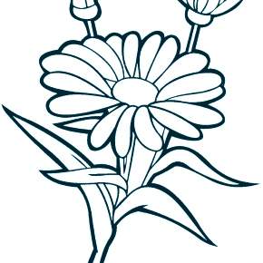 Раскраска Ромашка Раскраска Ромашка