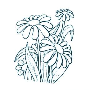 Раскраска Ромашка Раскраска Ромашка