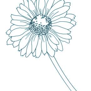 Раскраска Ромашка Раскраска Ромашка