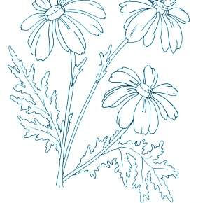 Раскраска Ромашка Раскраска Ромашка