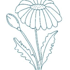 Раскраска Ромашка Раскраска Ромашка