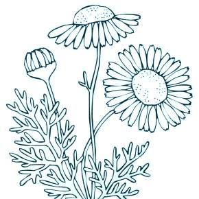 Раскраска Ромашка Раскраска Ромашка
