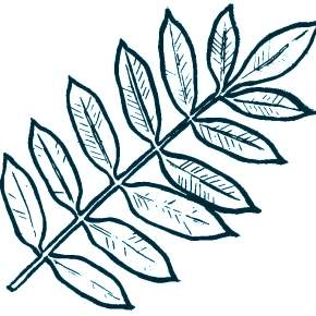 Раскраски Осенний листопад Раскраски Осенний листопад