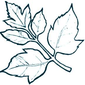 Раскраски Осенний листопад Раскраски Осенний листопад