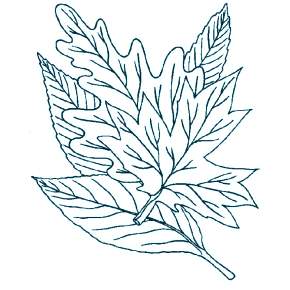 Раскраски Осенний листопад Раскраски Осенний листопад